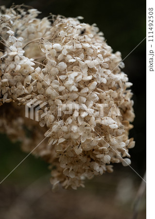 枯紫陽花 枯紫陽花 111492508