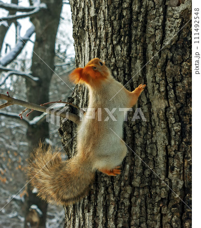 Squirrel on a tree. 111492548