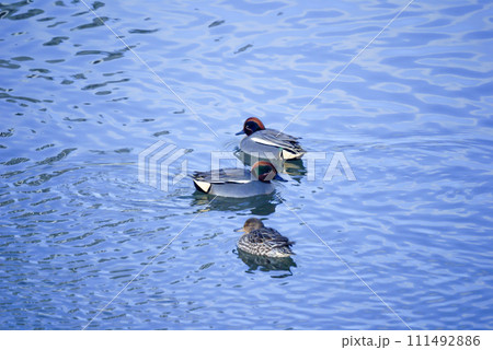 信濃川・やすらぎ堤の小鴨(こがも) 111492886