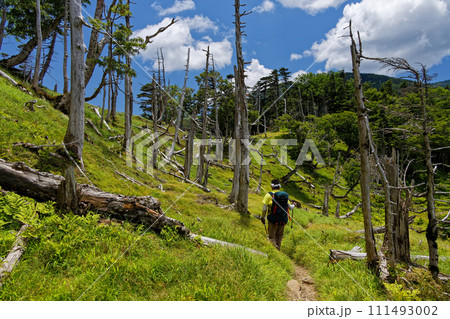 南アルプス・易老岳付近の縦走路を行く登山者 111493002