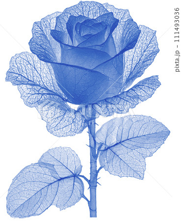 pop x-ray art of blue rose structure isolated - Stock