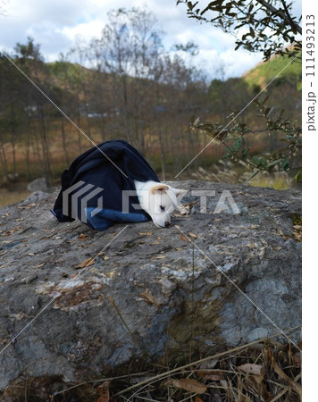 岩の匂いを嗅ぐ白柴の子犬 岩の匂いを嗅ぐ白柴の子犬 111493213