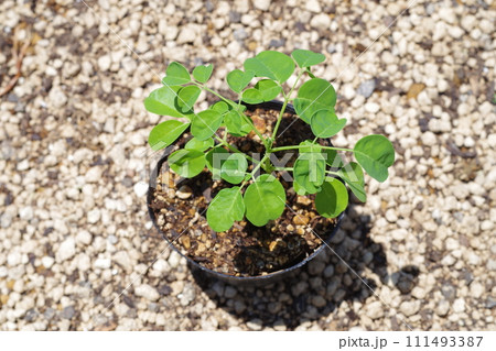 奇跡の木モリンガ 111493387