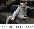 くつろぐ猫 111493528
