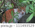 茂みから顔を出す野良猫 111493529