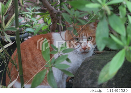 茂みから顔を出す野良猫 111493529
