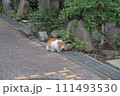 猫のいる風景 111493530