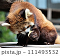 レッサーパンダ、可愛い 111493532