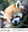 笹の葉を食べるレッサーパンダ 111493534