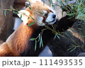 可愛いレッサーパンダ 111493535