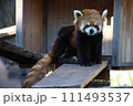 レッサーパンダの可愛い 111493537
