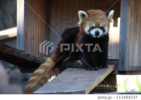 レッサーパンダの可愛い 111493537