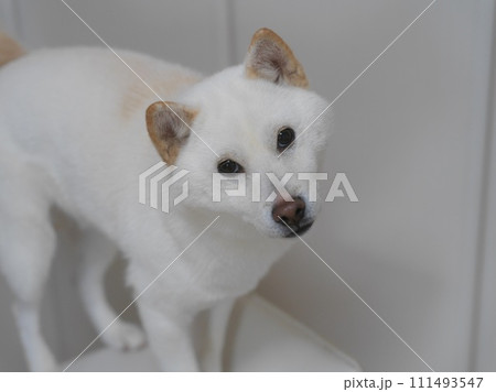 白柴 111493547