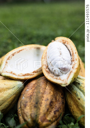 Pile Of  cocoa fruits pods lay on grass background on sunny day. Fresh cocoa pod cut exposing cocoa seeds. 111493576