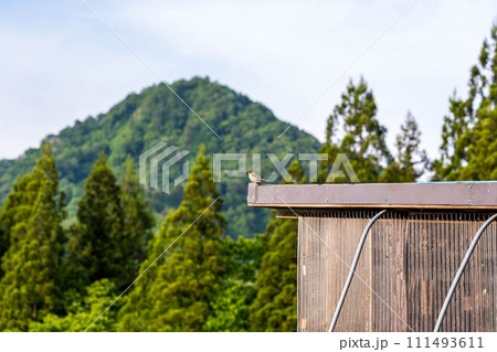モーニング雀。～山里の朝～ 111493611
