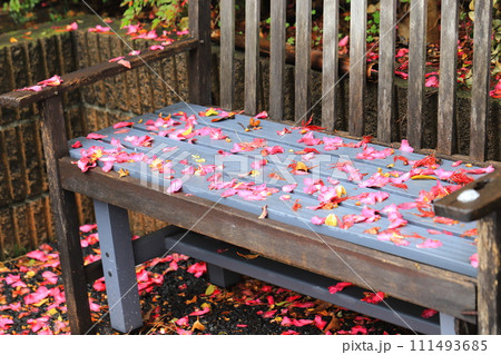 ベンチの上に散った雨の日の山茶花(サザンカ) ベンチの上に散った雨の日の山茶花(サザンカ) 111493685