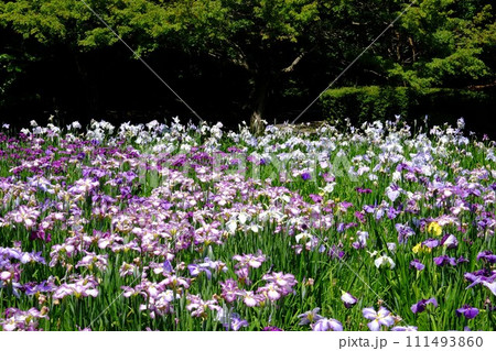緑の森と花菖蒲　【相模原市下溝　6月】 111493860