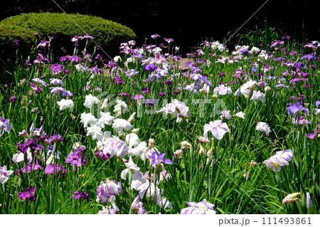 水無月園の花菖蒲 【相模原市下溝 6月】 水無月園の花菖蒲 【相模原市下溝 6月】 111493861
