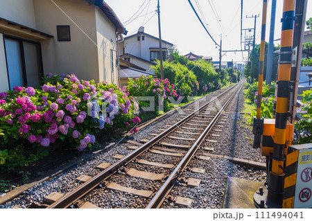人気の鉄道路線　江ノ島電鉄（江ノ電）と紫陽花 111494041