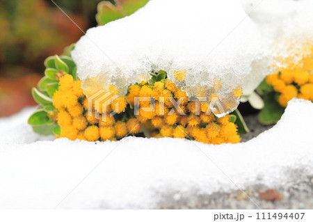 雪の日の花壇（イソギクの花） 111494407
