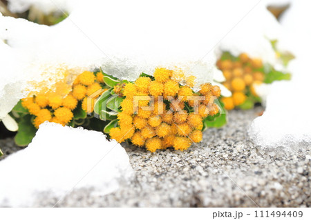 雪の日の花壇（イソギクの花） 111494409