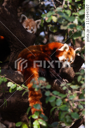 Rare red panda sitting on branch in park outdoor Rare red panda sitting on branch in park outdoor 111494507