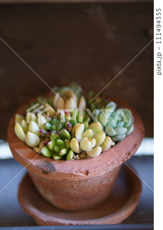 多肉植物寄せ植え 111494555