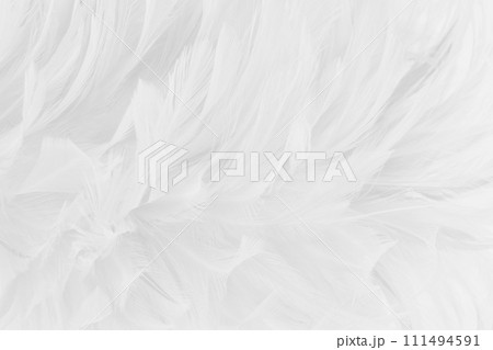 Beautiful white grey bird feathers pattern texture background. 111494591