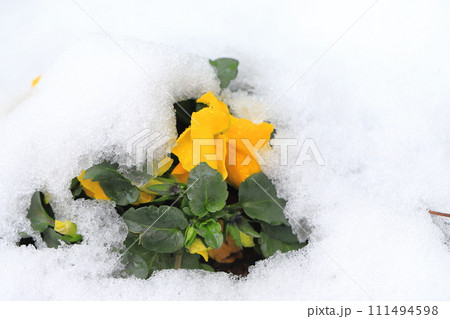 雪の日の花壇（パンジー） 111494598