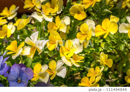 春の日差しの中、綺麗に咲いたパンジーの花 春の日差しの中、綺麗に咲いたパンジーの花 111494849
