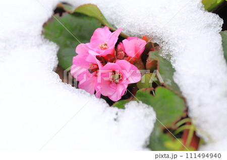 雪の日の花壇（ヒマラヤユキノシタ） 111494940