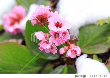 雪の日の花壇（ヒマラヤユキノシタ） 111494946