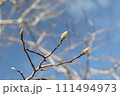 春遠からじコブシの若芽 111494973