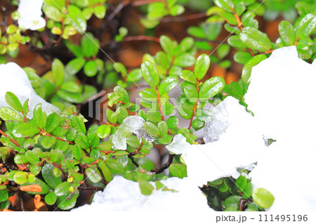 雪の日の植物(ハマヒサカキ) 雪の日の植物(ハマヒサカキ) 111495196