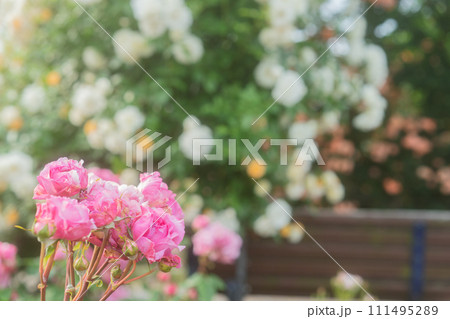 一般公開されているひらかたパークで見頃を迎えた綺麗なバラを撮影 一般公開されているひらかたパークで見頃を迎えた綺麗なバラを撮影 111495289