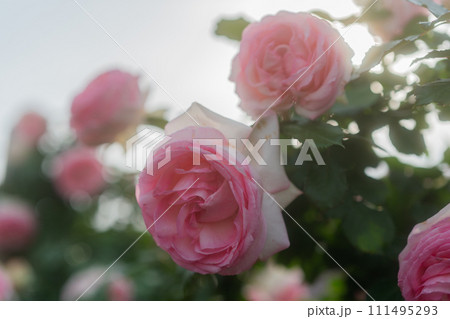 一般公開されているひらかたパークで見頃を迎えた綺麗なバラを撮影 111495293