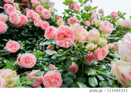 一般公開されているひらかたパークで見頃を迎えた綺麗なバラを撮影 111495351