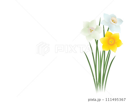 ラッパスイセン（PNG） 111495367