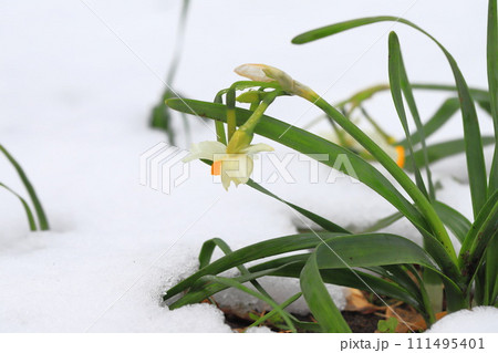 雪の重みで倒れた水仙の花 111495401
