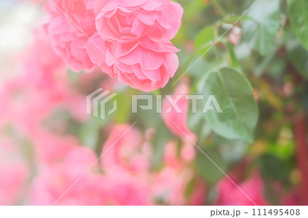 一般公開されているひらかたパークで見頃を迎えた綺麗なバラを撮影 111495408