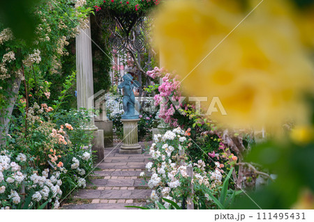 一般公開されているひらかたパークで見頃を迎えた綺麗なバラを撮影 一般公開されているひらかたパークで見頃を迎えた綺麗なバラを撮影 111495431