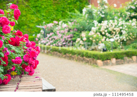 一般公開されているひらかたパークで見頃を迎えた綺麗なバラを撮影 111495458