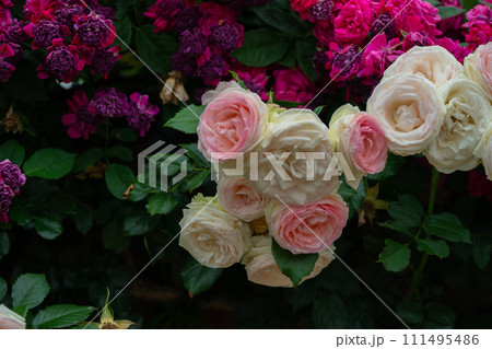 一般公開されているひらかたパークで見頃を迎えた綺麗なバラを撮影 111495486