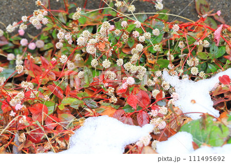 雪の日の植物（ヒメツルソバ） 111495692