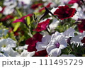 白いペチュニアの花 111495729