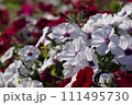 白いペチュニアの花 111495730