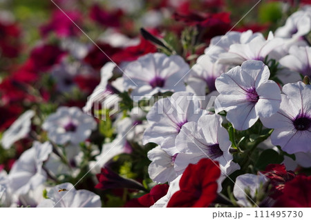 白いペチュニアの花 白いペチュニアの花 111495730