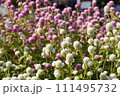 ピンクと白の丸い花 111495732