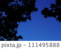 早朝の空に映える木の葉 111495888