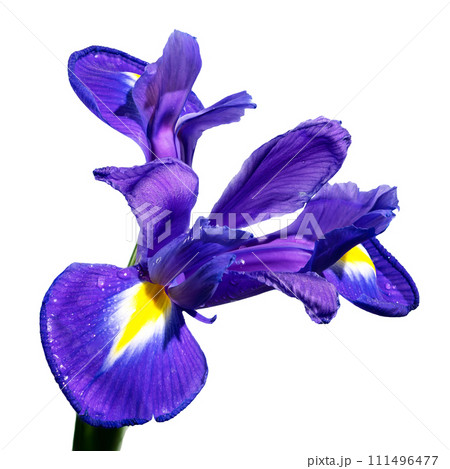 Dutch iris on a white background 111496477
